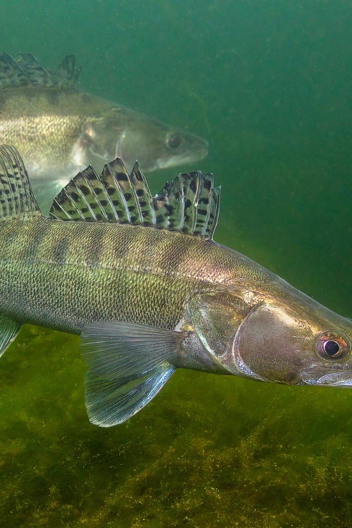 Avec l’avènement de l’Anthropocène, soit “l’ère des humains”, plusieurs centaines d’espèces de poissons d’eau douce, pourtant incapables de migrer par elles-même, se sont répandues sur toute la planète. //PHOTO : Adobe Stock