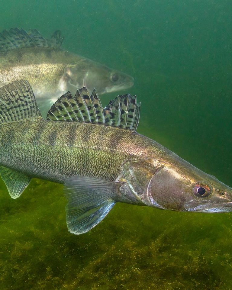Avec l’avènement de l’Anthropocène, soit “l’ère des humains”, plusieurs centaines d’espèces de poissons d’eau douce, pourtant incapables de migrer par elles-même, se sont répandues sur toute la planète. //PHOTO : Adobe Stock