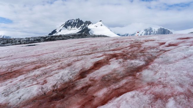 Les chercheurs du CNRS ont percé le mystère du cycle de vie de la Sanguina nivaloides. Cette algue est responsable du phénomène du "sang des glaciers". // PHOTO : Adobe Stock