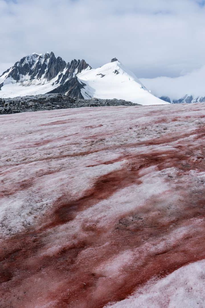 Les chercheurs du CNRS ont percé le mystère du cycle de vie de la Sanguina nivaloides. Cette algue est responsable du phénomène du "sang des glaciers". // PHOTO : Adobe Stock