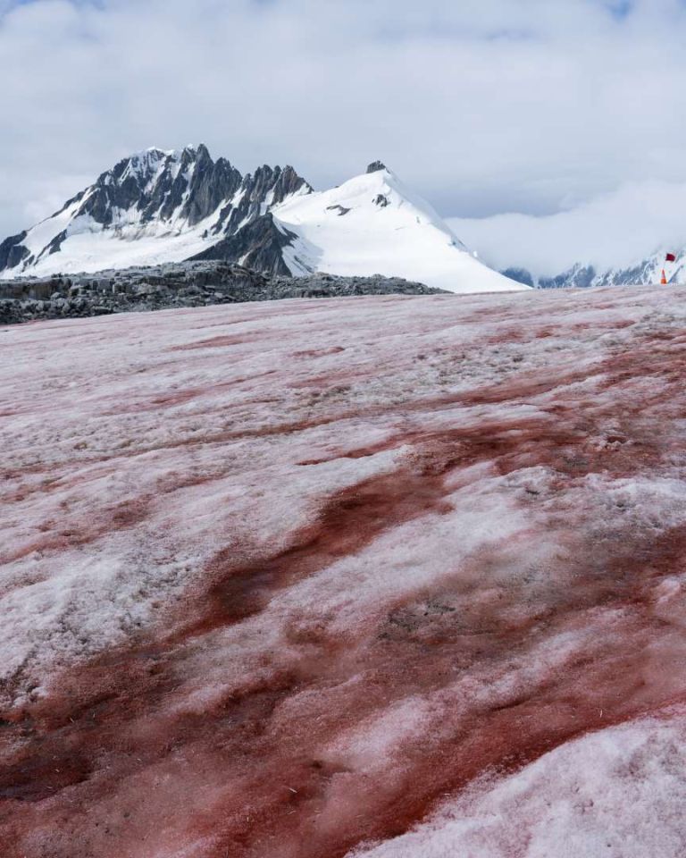 Les chercheurs du CNRS ont percé le mystère du cycle de vie de la Sanguina nivaloides. Cette algue est responsable du phénomène du "sang des glaciers". // PHOTO : Adobe Stock