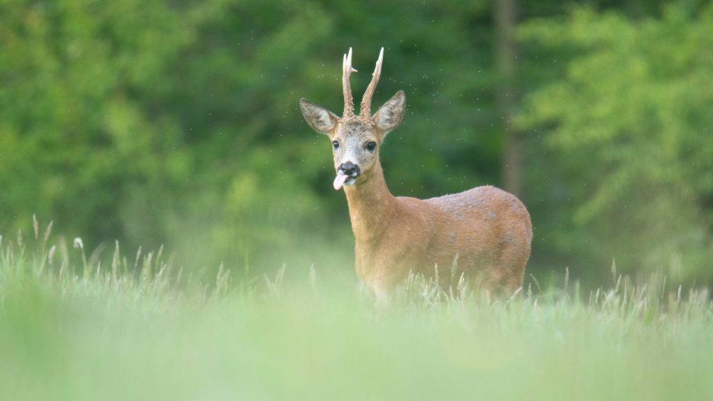 Stratégie nationale biodiversité 2030