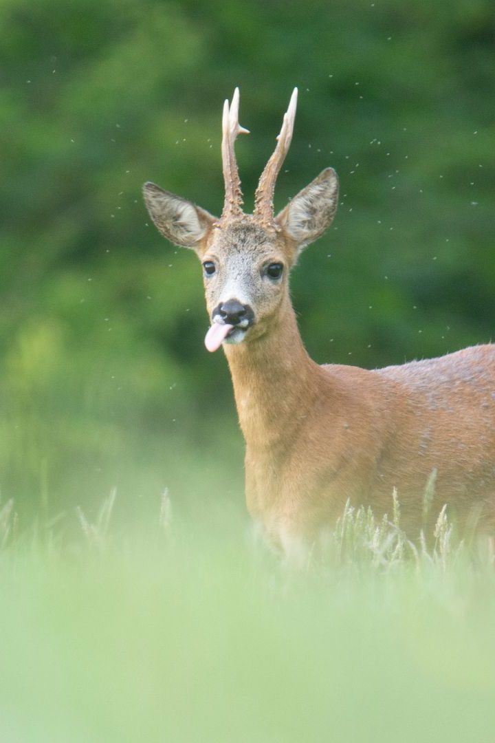 Stratégie nationale biodiversité 2030