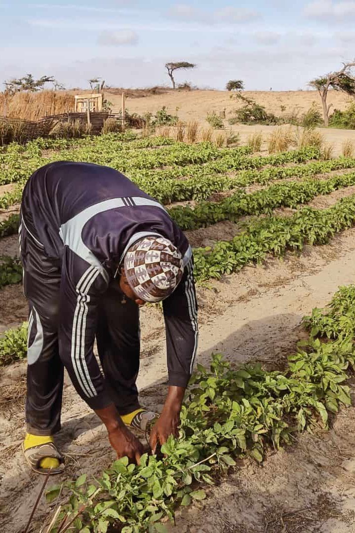 Face à l'explosion démographique à venir en Afrique, plusieurs initiatives se développent pour une agriculture d'avenir. // PHOTO : Adobe Stock