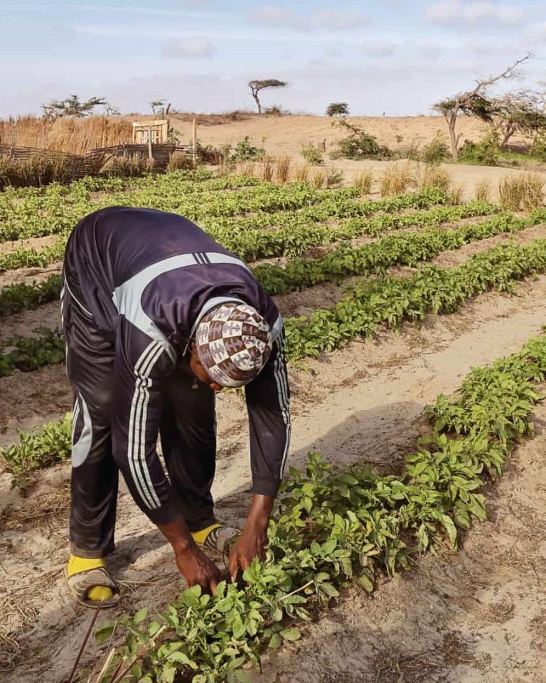 Face à l'explosion démographique à venir en Afrique, plusieurs initiatives se développent pour une agriculture d'avenir. // PHOTO : Adobe Stock