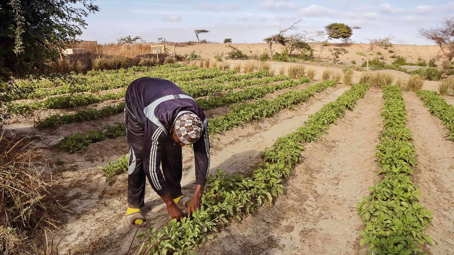 Face à l'explosion démographique à venir en Afrique, plusieurs initiatives se développent pour une agriculture d'avenir. // PHOTO : Adobe Stock