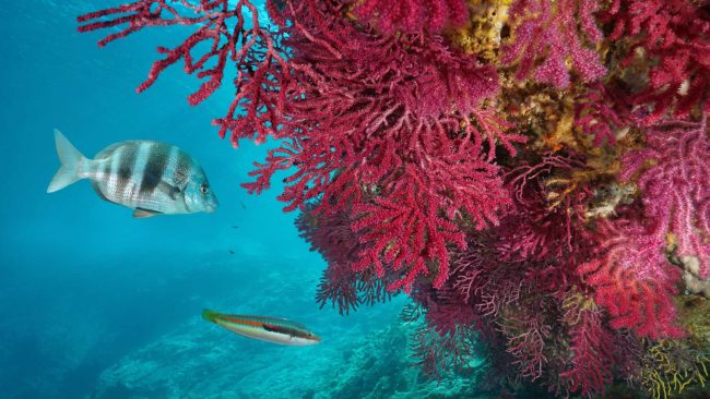 La mer Morte menacée  Initiatives pour l'Avenir des Grands Fleuves