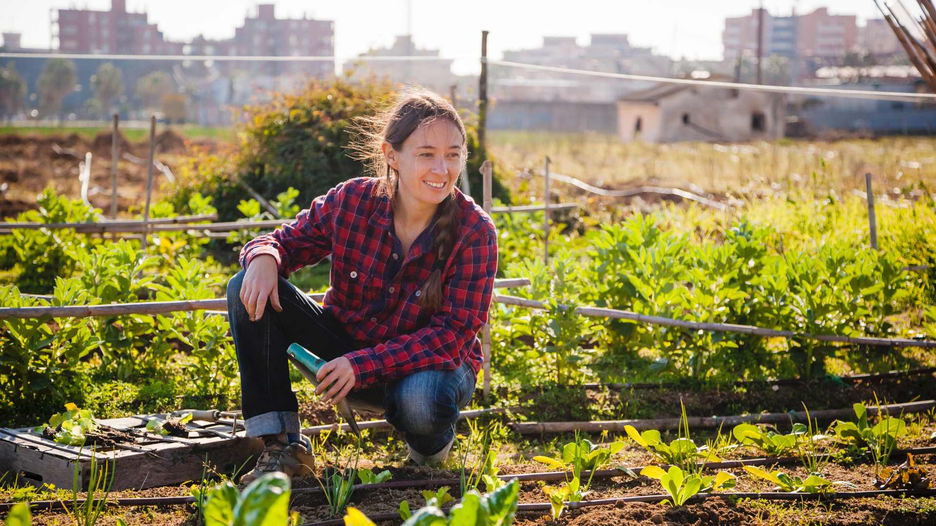 Certains produits issus de l'agriculture urbaine ont une empreinte carbone six fois supérieure à ceux venant de l'agriculture conventionnelle.// PHOTO : Adobe Stock