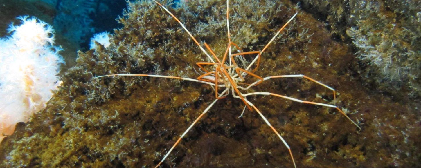 L'araignée géante de mer Antarctique peuvent mesurer plusieurs dizaines de centimètres d'envergure. //PHOTO : R. Robbins