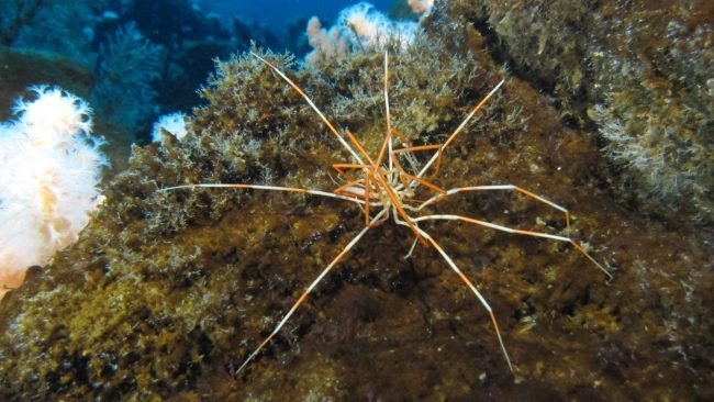 L'araignée géante de mer Antarctique peuvent mesurer plusieurs dizaines de centimètres d'envergure. //PHOTO : R. Robbins