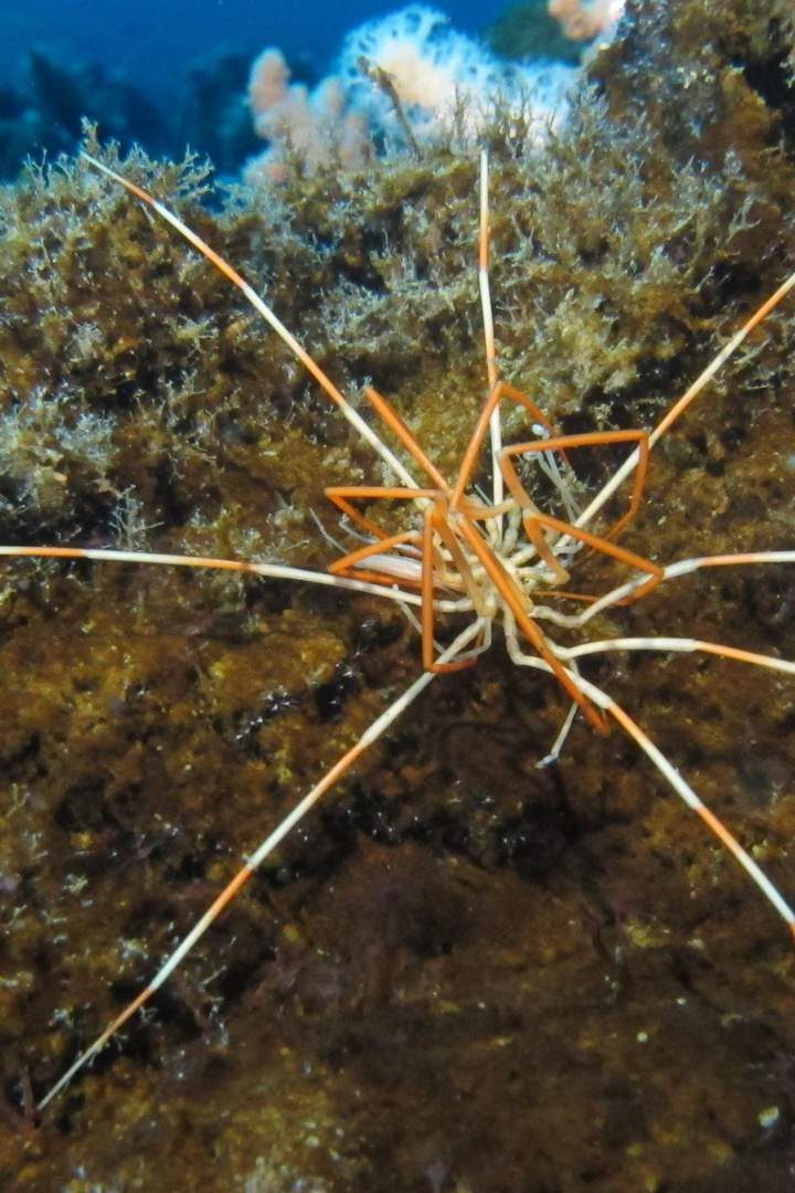 L'araignée géante de mer Antarctique peuvent mesurer plusieurs dizaines de centimètres d'envergure. //PHOTO : R. Robbins