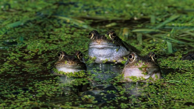 cuisses de grenouilles prélevées sur des grenouilles environnement