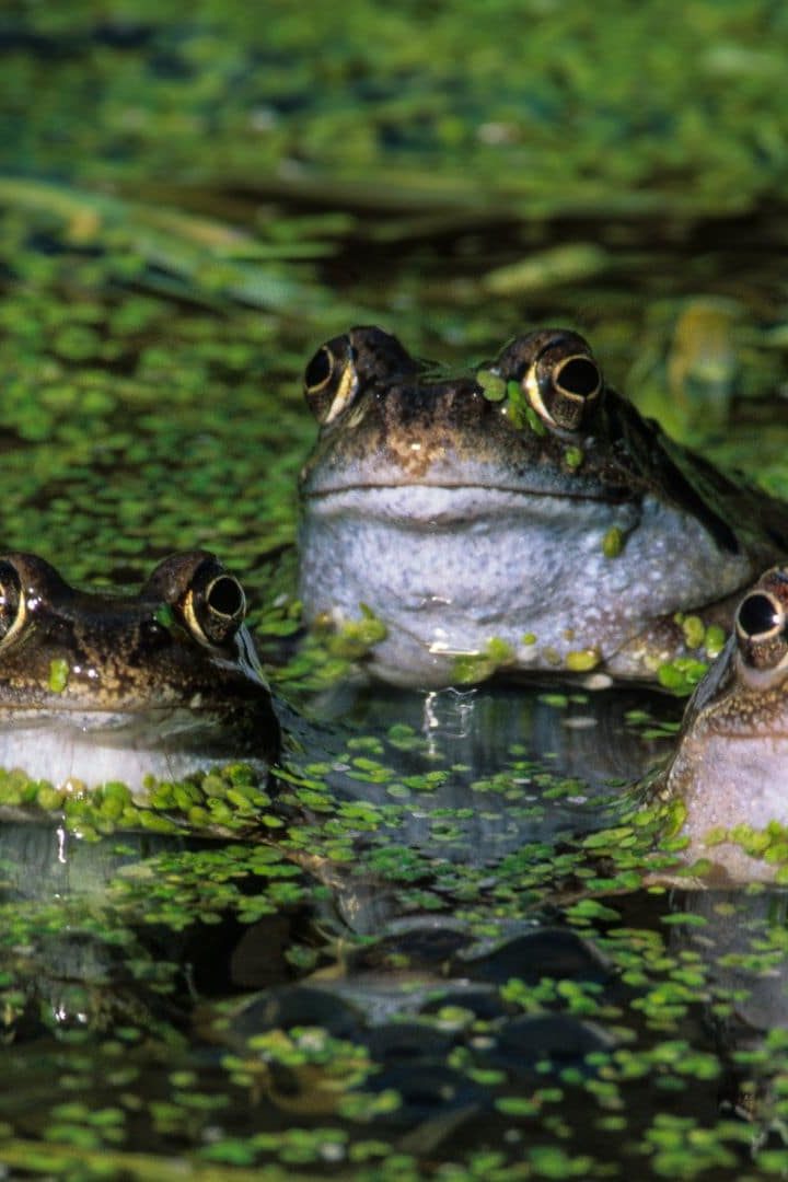 cuisses de grenouilles prélevées sur des grenouilles environnement