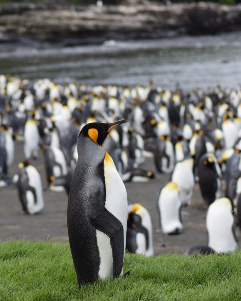 <span class="bsf-rt-reading-time"><span class="bsf-rt-display-label" prefix=""></span> <span class="bsf-rt-display-time" reading_time="6"></span> <span class="bsf-rt-display-postfix" postfix="min"></span></span><!-- .bsf-rt-reading-time -->L’île de la Possession compte 25 espèces végétales natives pour 68 introduites, malgré sa faible fréquentation.//PHOTO : Adobe Stock L'île de la Possession compte 25 espèces végétales natives pour 68 introduites, malgré sa faible fréquentation.//PHOTO : Adobe Stock