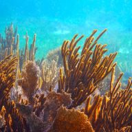 L'étude de Stanford étudie les effets de différentes interventions, permettant de limiter la quantité de sédiments atteignant l'océan, sur la santé des coraux.//PHOTO : Adobe Stock