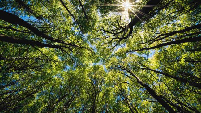 En dix ans, le puits de carbone forestier a diminué de 25%.//PHOTO : Adobe Stock