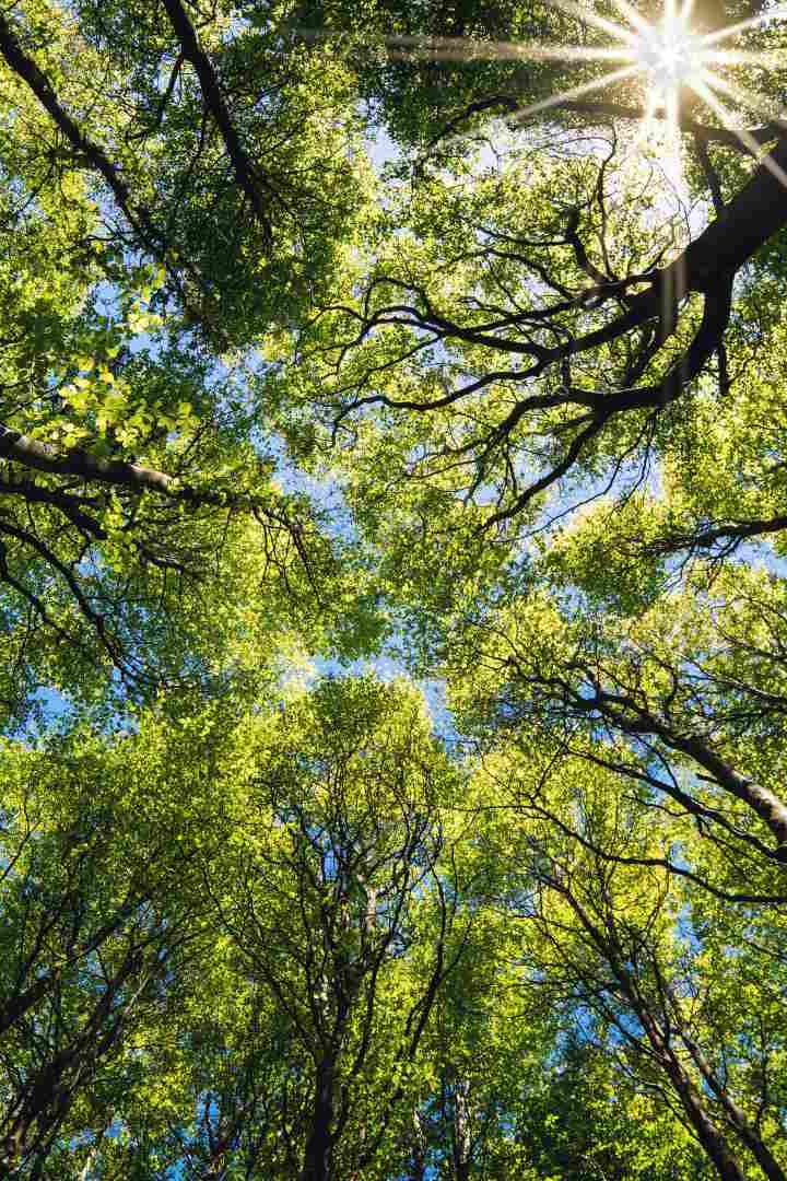 En dix ans, le puits de carbone forestier a diminué de 25%.//PHOTO : Adobe Stock