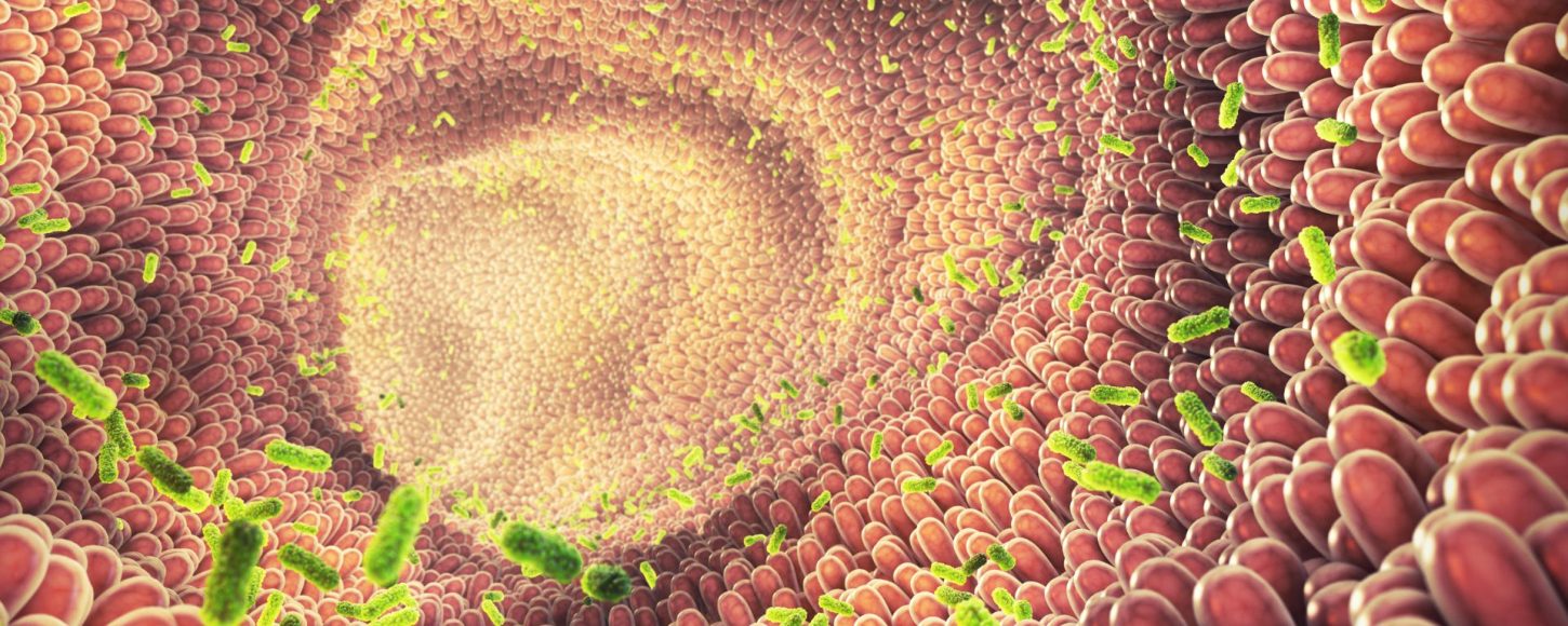 Illustration de bactéries intestinales.