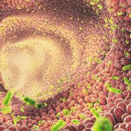 Illustration de bactéries intestinales.