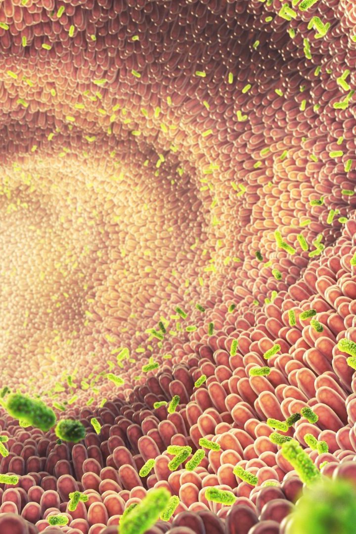 Illustration de bactéries intestinales.