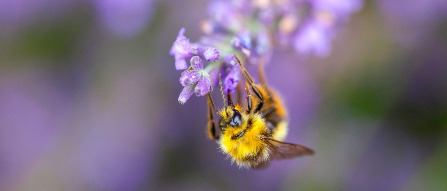 insecte pollinisateur sur une fleur
