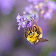 insecte pollinisateur sur une fleur