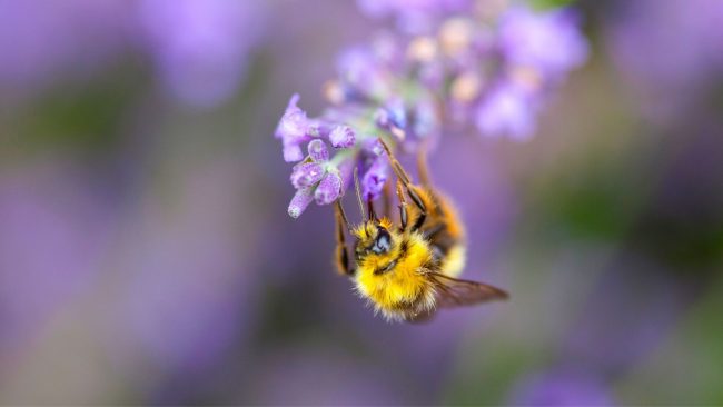 insecte pollinisateur sur une fleur