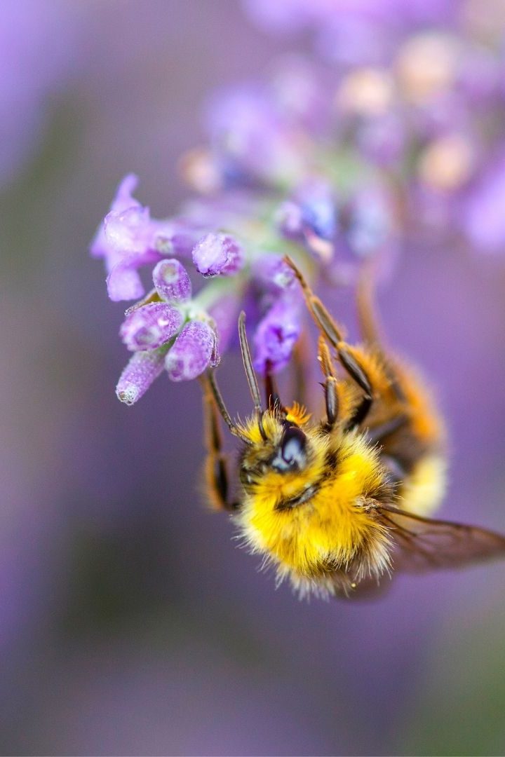 insecte pollinisateur sur une fleur