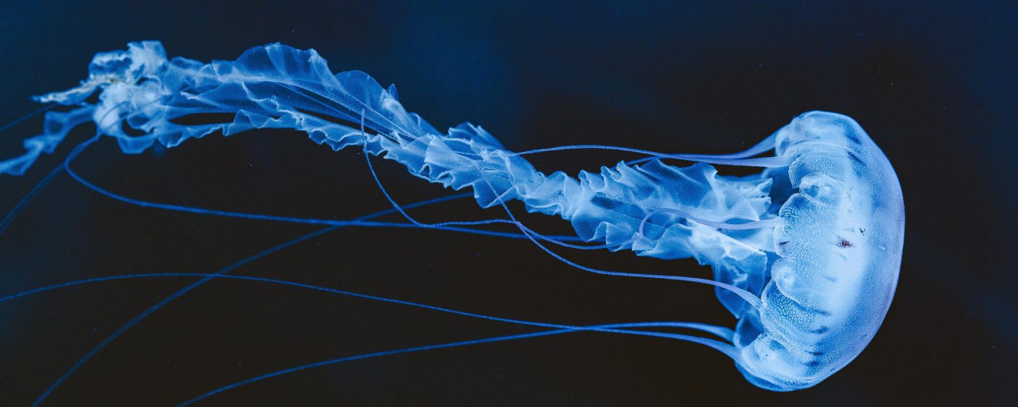 Le comportement des méduses, comme des milliers d'autres espèces, est directement lié à la luminosité des océans. //Photo : AdobeStock