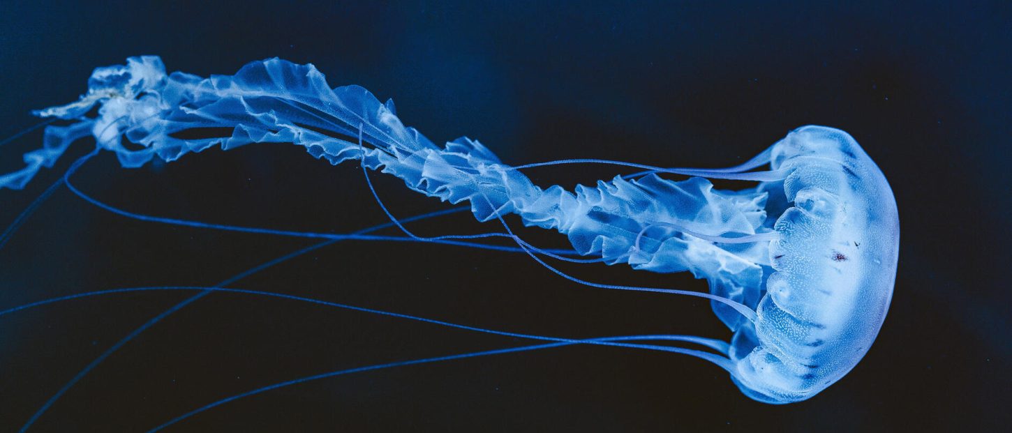 Le comportement des méduses, comme des milliers d'autres espèces, est directement lié à la luminosité des océans. //Photo : AdobeStock