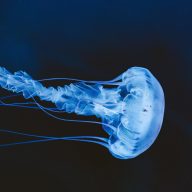 Le comportement des méduses, comme des milliers d'autres espèces, est directement lié à la luminosité des océans. //Photo : AdobeStock