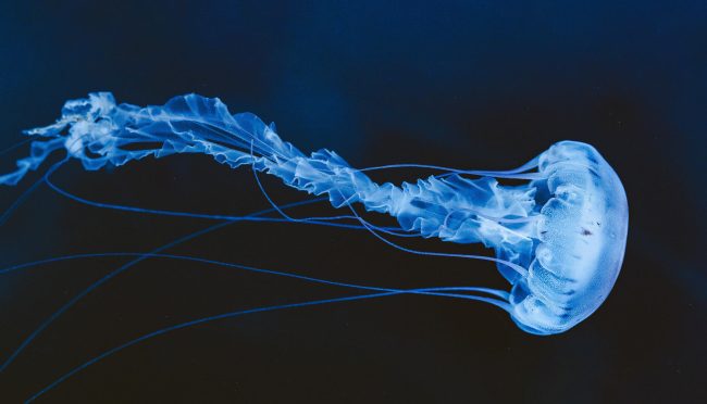 Le comportement des méduses, comme des milliers d'autres espèces, est directement lié à la luminosité des océans. //Photo : AdobeStock
