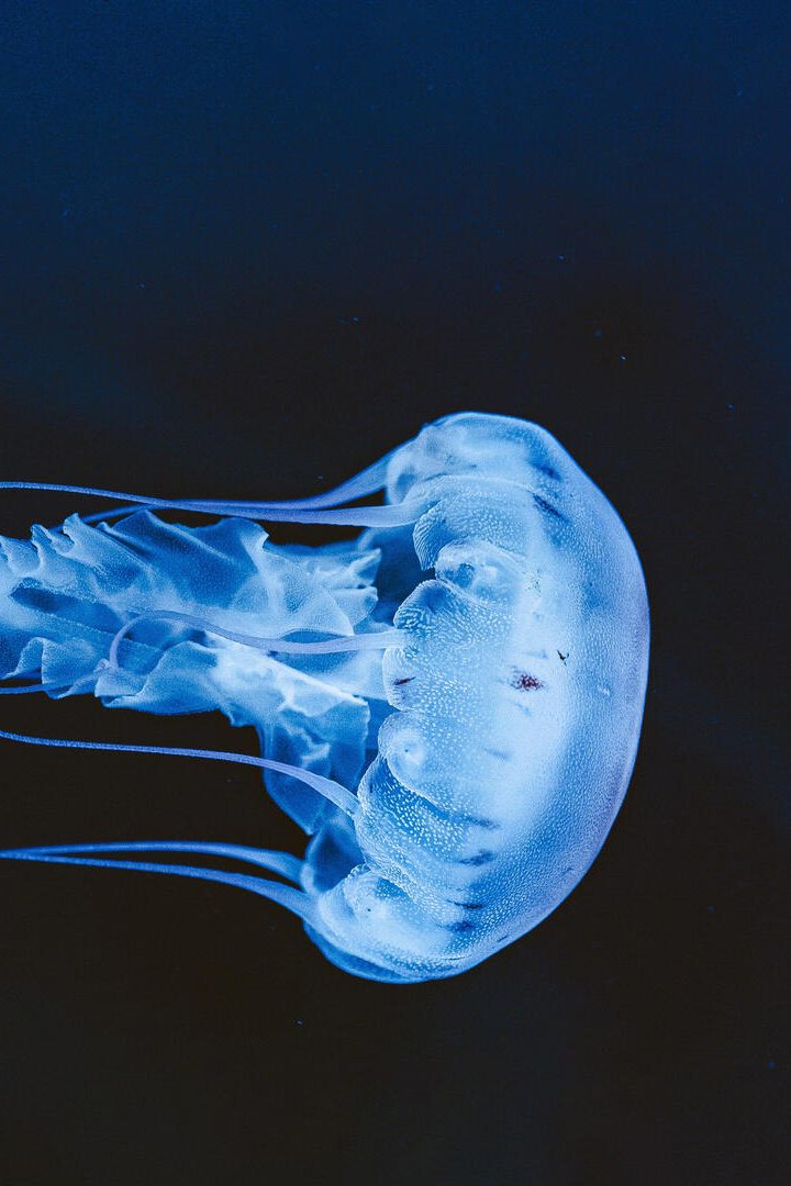 Le comportement des méduses, comme des milliers d'autres espèces, est directement lié à la luminosité des océans. //Photo : AdobeStock