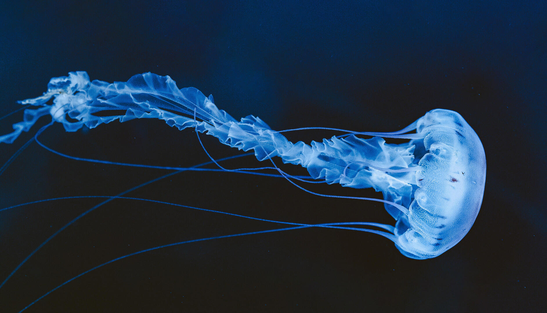 Le comportement des méduses, comme des milliers d'autres espèces, est directement lié à la luminosité des océans. //Photo : AdobeStock