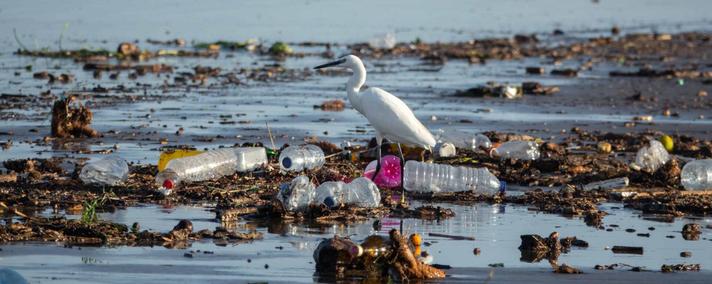 Une aigrette au milieu de déchets plastiques.