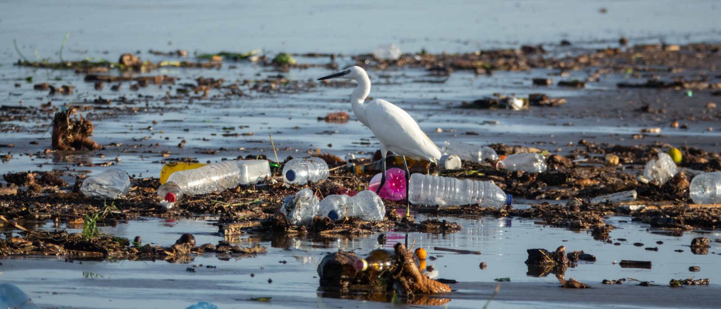 Une aigrette au milieu de déchets plastiques.