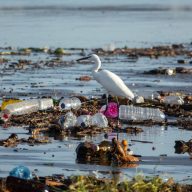 Une aigrette au milieu de déchets plastiques.