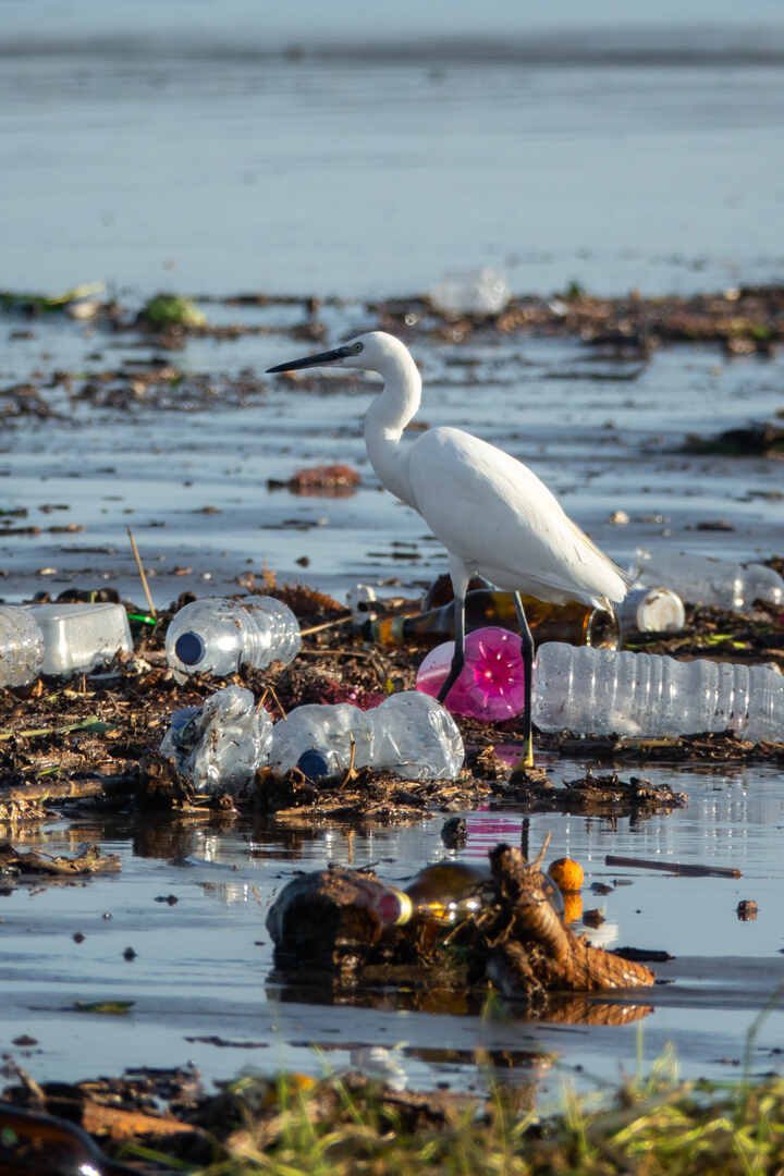 Une aigrette au milieu de déchets plastiques.