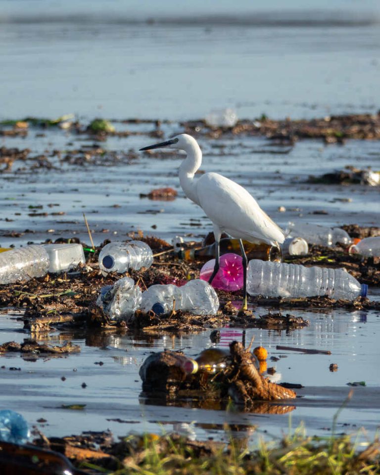 Une aigrette au milieu de déchets plastiques.