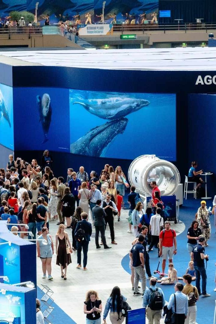 La baleine et les enjeux de l'Unoc, conférence sur les océans à Nice